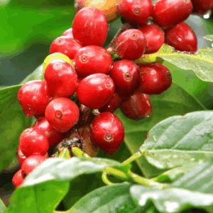 Laurina Varietal