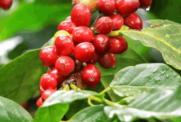 Laurina Varietal