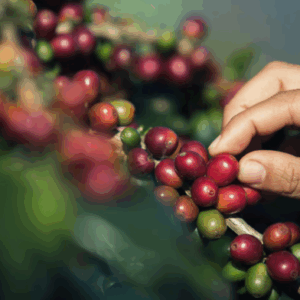 Organic Colombia